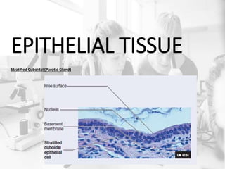 EPITHELIAL TISSUE
Stratified Cuboidal (Parotid Gland)
 