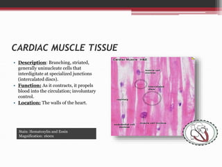 CARDIAC MUSCLE TISSUE
• Description: Branching, striated,
generally uninucleate cells that
interdigitate at specialized junctions
(intercalated discs).
• Function: As it contracts, it propels
blood into the circulation; involuntary
control.
• Location: The walls of the heart.
Stain: Hematoxylin and Eosin
Magnification: 1600x
 