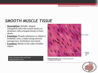 SMOOTH MUSCLE TISSUE
• Description: Spindle- shaped
(elongated) cells with central nuclei; no
striations; cells arranged closely to form
sheets.
• Function: Propels substances or objects (
foodstuff, urine, a baby) along internal
passageways; involuntary movement.
• Location: Mostly in the walls of hollow
organs.
Stain: Hematoxylin and Eosin
Magnification: 600x
 