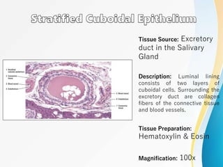Tissue Source: Excretory
duct in the Salivary
Gland
Description: Luminal lining
consists of two layers of
cuboidal cells. Surrounding the
excretory duct are collagen
fibers of the connective tissue
and blood vessels.
Tissue Preparation:
Hematoxylin & Eosin
Magnification: 100x
 