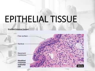 EPITHELIAL TISSUE
Stratified Columnar (Larynx)
 