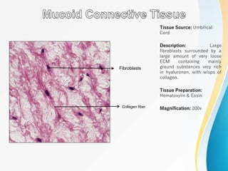 Tissue Source: Umbilical
Cord
Description: Large
fibroblasts surrounded by a
large amount of very loose
ECM containing mainly
ground substances very rich
in hyaluronan, with wisps of
collagen.
Tissue Preparation:
Hematoxylin & Eosin
Magnification: 200x
Fibroblasts
Collagen fiber
 