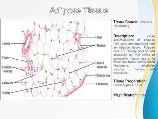 Tissue Source: Intestine
(Mesentery)
Description: Large
accumulations of adipose
(fat) cells are organized into
an adipose tissue. Adipose
cells are closely packed and
separated by thin strips of
connective tissue septa, in
which are found compressed
fibroblasts, arterioles
,venules , nerves, and
capillaries.
Tissue Preparation:
Hematoxylin & Eosin
Magnification: 100x
 