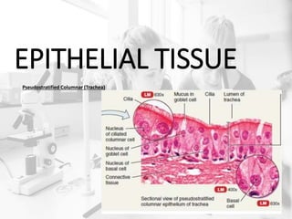 EPITHELIAL TISSUE
Pseudostratified Columnar (Trachea)
 