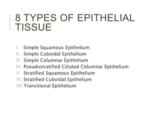 8 TYPES OF EPITHELIAL
TISSUE
I. Simple Squamous Epithelium
II. Simple Cuboidal Epithelium
III. Simple Columnar Epithelium
IV. Pseudostratified Ciliated Columnar Epithelium
V. Stratified Squamous Epithelium
VI. Stratified Cuboidal Epithelium
VII.Transitional Epithelium
 