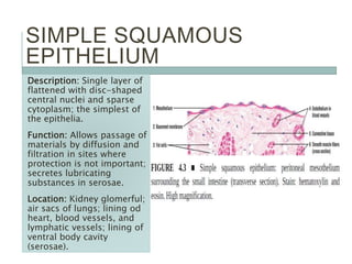 SIMPLE SQUAMOUS
EPITHELIUM
Description: Single layer of
flattened with disc-shaped
central nuclei and sparse
cytoplasm; the simplest of
the epithelia.
Function: Allows passage of
materials by diffusion and
filtration in sites where
protection is not important;
secretes lubricating
substances in serosae.
Location: Kidney glomerful;
air sacs of lungs; lining od
heart, blood vessels, and
lymphatic vessels; lining of
ventral body cavity
(serosae).
 