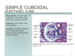SIMPLE CUBOIDAL
EPITHELIUM
Description: Single layer of
cubelike cells with large,
spherical central nuclei.
Function: Secretion and
absorption.
Location: Kidney tubules,
ducts and secretory
portions of small glands;
ovary surface.
 