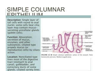 SIMPLE COLUMNAR
EPITHELIUM
Description: Single layer of
tall cells with round to oval
nuclei; some cells bear cilia;
layer may contain mucus-
secreting unicellular glands
(goblet cells).
Function: Absorption;
secretion of mucus,
enzymes, and other
substances; ciliated type
propels mucus (or
reproductive cells) by ciliary
action.
Location: Nonciliated type
lines most of the digestive
tract (stomach to anal
canal), gallbladder, and
extrectory ducts of some
glands; ciliated variety lines
 