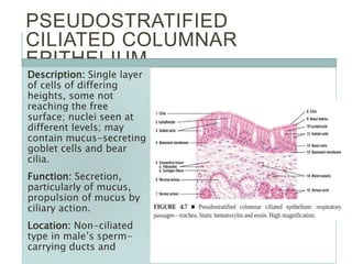 PSEUDOSTRATIFIED
CILIATED COLUMNAR
EPITHELIUM
Description: Single layer
of cells of differing
heights, some not
reaching the free
surface; nuclei seen at
different levels; may
contain mucus-secreting
goblet cells and bear
cilia.
Function: Secretion,
particularly of mucus,
propulsion of mucus by
ciliary action.
Location: Non-ciliated
type in male’s sperm-
carrying ducts and
 