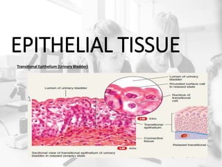 EPITHELIAL TISSUE
Transitional Epithelium (Urinary Bladder)
 