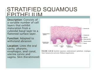 STRATIFIED SQUAMOUS
EPITHELIUM
Description: Consists of
a variable number of cell
layers that exhibit
maturation from a
cuboidal basal layer to a
flattened surface layer.
Function: Adapted to
withstand abrasion
Location: Lines the oral
cavity, pharynx,
esophagus, anal canal,
uterine cervix and
vagina. Skin (Keratinized)
 
