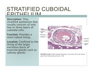 STRATIFIED CUBOIDAL
EPITHELIUM
Description: Thin,
stratified epithelium that
usually consists of only
two or three layers of
cuboidal cells.
Function: Provides a
more robust lining.
Location: Confined to the
lining of the larger
excretory ducts of
exocrine glands such as
salivary glands.
 