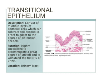 TRANSITIONAL
EPITHELIUM
Description: Consist of
multiple layers of
epithelial cells which can
contract and expand in
order to adapt to the
degree of distension
needed.
Function: Highly
specialised to
accommodate a great
degree of stretch and to
withstand the toxicity of
urine.
Location: Urinary Tract
 