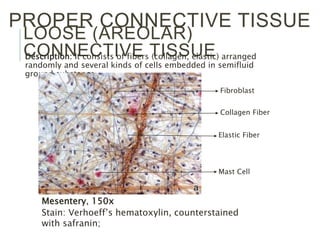 LOOSE (AREOLAR)
CONNECTIVE TISSUEDescription: It consists of fibers (collagen, elastic) arranged
randomly and several kinds of cells embedded in semifluid
ground substance
PROPER CONNECTIVE TISSUE
Mesentery, 150x
Stain: Verhoeff’s hematoxylin, counterstained
with safranin;
Elastic Fiber
Collagen Fiber
Mast Cell
Fibroblast
 