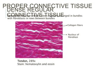 DENSE REGULAR
CONNECTIVE TISSUEDescription: mainly collagen ﬁbers regularly arranged in bundles
with ﬁbroblasts in rows between bundles
PROPER CONNECTIVE TISSUE
Tendon, 289x
Stain: hematoxylin and eosin
Nucleus of
fibroblast
Collagen fibers
 