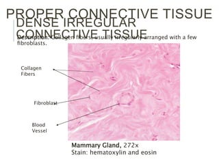 DENSE IRREGULAR
CONNECTIVE TISSUEDescription: Collagen ﬁbers; usually irregularly arranged with a few
ﬁbroblasts.
PROPER CONNECTIVE TISSUE
Mammary Gland, 272x
Stain: hematoxylin and eosin
Fibroblast
Collagen
Fibers
Blood
Vessel
 