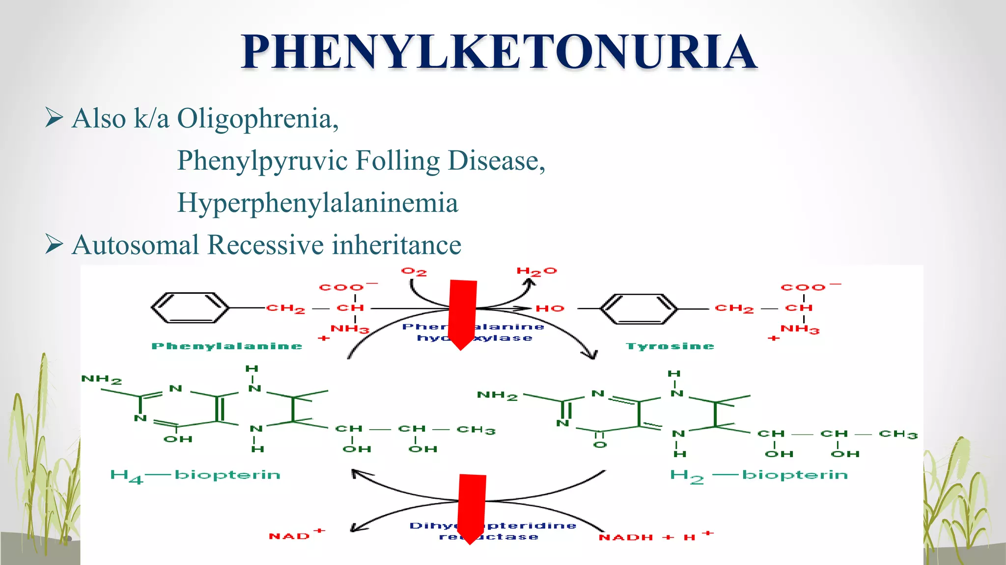 Inborn Errors of Aminoacid Metabolism | PPTX