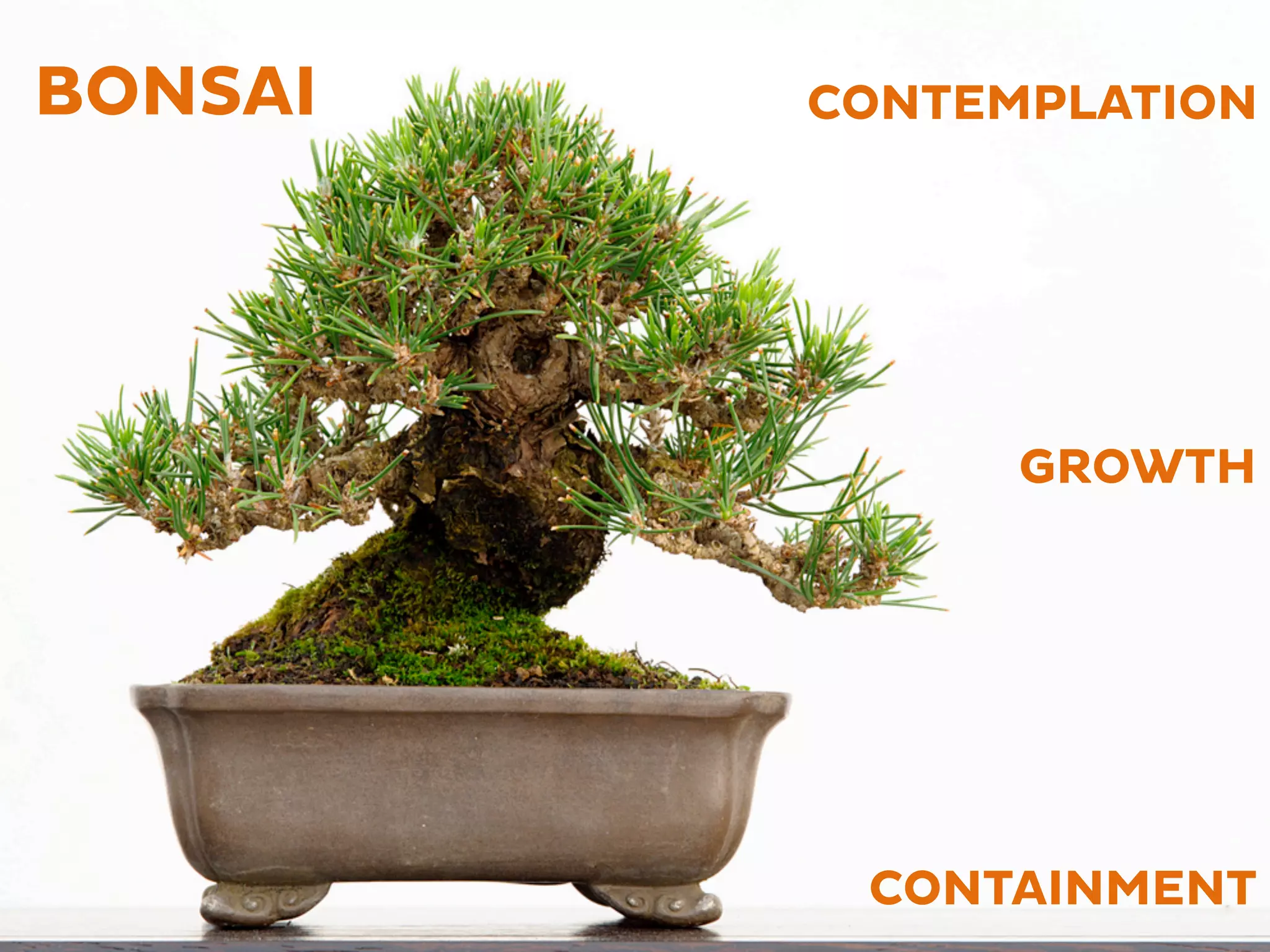 BONSAI
CONTAINMENT
CONTEMPLATION
GROWTH
 