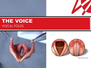 THE VOICE
VOCAL FOLDS
 