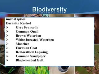 Animal spices
Eurasian Kestrel
 Grey Francolin
 Common Quail
 Brown Waterhen
 White-breasted Waterhen
 Moorhen
 Eurasian Coot
 Red-wattled Lapwing
 Common Sandpiper
 Black-headed Gull
 