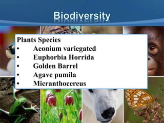 Plants Species
• Aeonium variegated
• Euphorbia Horrida
• Golden Barrel
• Agave pumila
• Micranthocereus
 