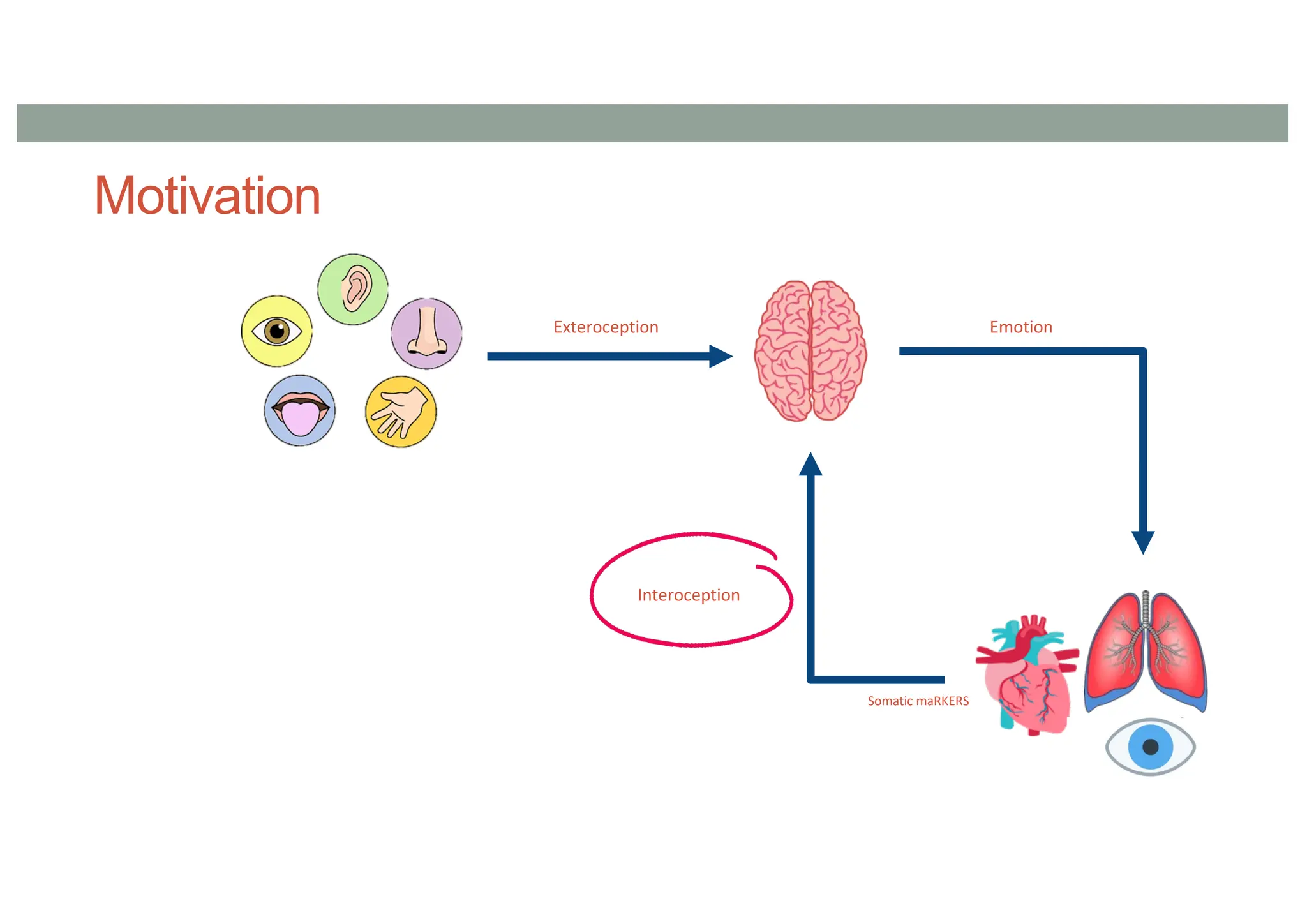 Motivation
Exteroception Emotion
Interoception
Somatic maRKERS
 
