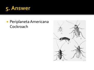  PeriplanetaAmericana
Cockroach
 