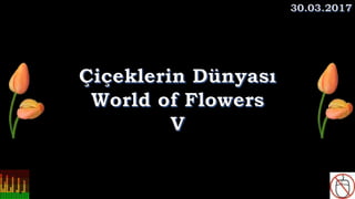 Çiçeklerin Dünyası, World of Flowers V