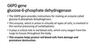 G6PD gene
glucose-6-phosphate dehydrogenase
• The G6PD gene provides instructions for making an enzyme called
glucose-6-phosphate dehydrogenase.
• This enzyme, which is active in virtually all types of cells, is involved in
the normal processing of carbohydrates.
• It plays a critical role in red blood cells, which carry oxygen from the
lungs to tissues throughout the body.
• This enzyme helps protect red blood cells from damage and
premature destruction.
 