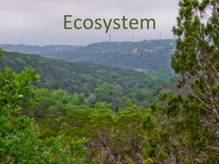 Ecosystem	
  
 