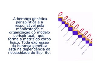 A herança genética
      perispirítica é a
     responsável pela
      manifestação e
 organização do modelo
    perispiritual, que
forma a matriz do corpo
 físico. Toda expressão
   da herança genética
está na dependência da
necessidade do Espírito.
 