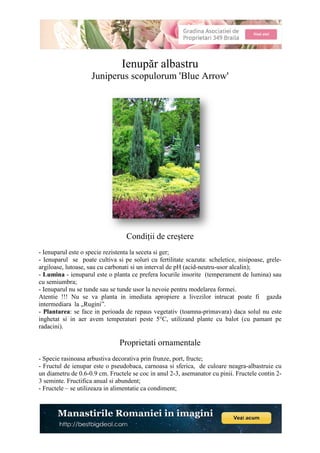 Juniperus scopulorum 'Blue Arrow'
- Ienuparul este o specie rezistenta la seceta si ger;
- Ienuparul se poate cultiva si pe soluri cu fertilitate scazuta: scheletice, nisipoase, grele
argiloase, lutoase, sau cu carbonati si un interval de pH (acid
- Lumina - ienuparul este o planta ce prefera locurile insorite (temperament de lumina) sau
cu semiumbra;
- Ienuparul nu se tunde sau se tunde usor la nevoie pentru modelarea formei.
Atentie !!! Nu se va planta in imediata apropiere a livez
intermediara la „Rugini”.
- Plantarea: se face in perioada de repaus vegetativ (toamna
inghetat si in aer avem temperaturi peste 5°C, utilizand plante cu balot (cu pamant pe
radacini).
- Specie rasinoasa arbustiva decorativa prin frunze, port, fructe
- Fructul de ienupar este o pseudobaca, carnoasa si sferica, de culoare n
un diametru de 0.6-0.9 cm. Fructele se coc in anul 2
3 seminte. Fructifica anual si abundent;
- Fructele – se utilizeaza in alimentatie ca condiment;
Ienupăr albastru
Juniperus scopulorum 'Blue Arrow'
Condiţii de creştere
este o specie rezistenta la seceta si ger;
se poate cultiva si pe soluri cu fertilitate scazuta: scheletice, nisipoase, grele
argiloase, lutoase, sau cu carbonati si un interval de pH (acid-neutru-usor alcalin);
este o planta ce prefera locurile insorite (temperament de lumina) sau
nu se tunde sau se tunde usor la nevoie pentru modelarea formei.
Atentie !!! Nu se va planta in imediata apropiere a livezilor intrucat poate fi gazda
: se face in perioada de repaus vegetativ (toamna-primavara) daca solul nu este
inghetat si in aer avem temperaturi peste 5°C, utilizand plante cu balot (cu pamant pe
Proprietati ornamentale
Specie rasinoasa arbustiva decorativa prin frunze, port, fructe;
este o pseudobaca, carnoasa si sferica, de culoare n
0.9 cm. Fructele se coc in anul 2-3, asemanator cu pinii. Fructele contin 2
3 seminte. Fructifica anual si abundent;
se utilizeaza in alimentatie ca condiment;
se poate cultiva si pe soluri cu fertilitate scazuta: scheletice, nisipoase, grele-
usor alcalin);
este o planta ce prefera locurile insorite (temperament de lumina) sau
nu se tunde sau se tunde usor la nevoie pentru modelarea formei.
ilor intrucat poate fi gazda
primavara) daca solul nu este
inghetat si in aer avem temperaturi peste 5°C, utilizand plante cu balot (cu pamant pe
este o pseudobaca, carnoasa si sferica, de culoare neagra-albastruie cu
3, asemanator cu pinii. Fructele contin 2-
 