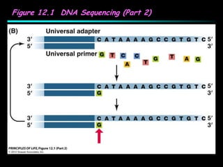 Figure 12.1 DNA Sequencing (Part 2)
 