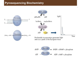 Pyrosequencing Biochemistry
 