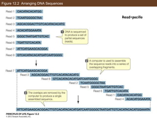 Figure 12.2 Arranging DNA Sequences
Read=pocillo
 