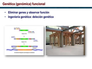 Genética (genómica) funcional
• Eliminar genes y observar función
• Ingeniería genética: deleción genética
 