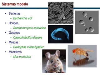 Sistemas modelo
• Bacterias
– Escherichia coli
• Hongos
– Saccharomyces cerevisiae
• Gusanos
– Caenorhabditis elegans
• Moscas
– Drosophila melanogaster
• Mamiferos
– Mus musculus
 