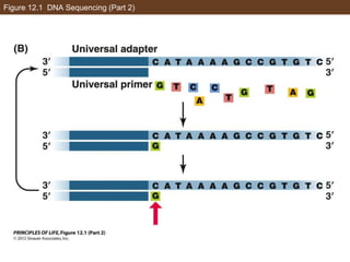 Figure 12.1 DNA Sequencing (Part 2)
 