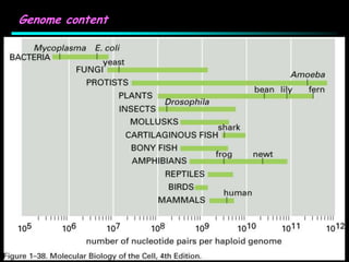 Genome content
total genes 2.000 6.300 19.000 14.000 30.000 ?
% genes
bacteria yeast worm fly man
Size (Mb) 2 12 97 137 3.500
junk ?
 