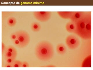 Concepto de genoma mínimo
Mínimo conjunto de genes necesarios para sustentar
una vida celular
Esto es importante porque
1. Indica los genes esenciales y los que no
2. Define la función de genes
3. Permite tener una célula sintética de partida
4. Permite definir los genes esenciales en cada proceso de la
célula (obtención de energía, traducción etc.)
5. Permite construir células más complejas
 