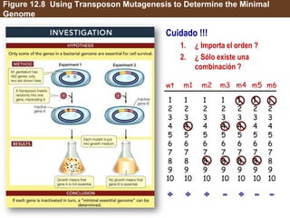Figure 12.8 Using Transposon Mutagenesis to Determine the Minimal
Genome
Cuidado !!!
1. ¿ Importa el orden ?
2. ¿ Sólo existe una
combinación ?
1
2
3
4
5
6
7
8
9
10
1
2
3
4
5
6
7
8
9
10
1
2
3
4
5
6
7
8
9
10
1
2
3
4
5
6
7
8
9
10
wt m1 m2 m3
1
2
3
4
5
6
7
8
9
10
m4
1
2
3
4
5
6
7
8
9
10
m5
1
2
3
4
5
6
7
8
9
10
m6
 