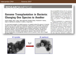Intercambio DNA…………. Science 2007
M. mycoides M. caprilocum
TcR
 