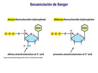 Secuenciación de Sanger
Much of the following slide material is kindly provided publicly by Dr. David Wishart (UofAlberta)
through the Canadian Bioinformatics Workshop series
 