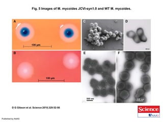 Fig. 5 Images of M. mycoides JCVI-syn1.0 and WT M. mycoides.
D G Gibson et al. Science 2010;329:52-56
Published by AAAS
 