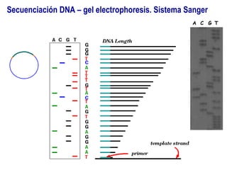 Secuenciación DNA – gel electrophoresis. Sistema Sanger
A C G T
 