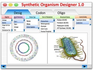 Desig
n
Codon
Opt.
Oligo
Synthesis
Synthetic Organism Designer 1.0
 