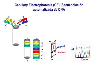 Capillary Electrophoresis (CE): Secuenciación
automatizada de DNA
G
C
T
A
+
_
+
_
G
C
A
T
G
C
 