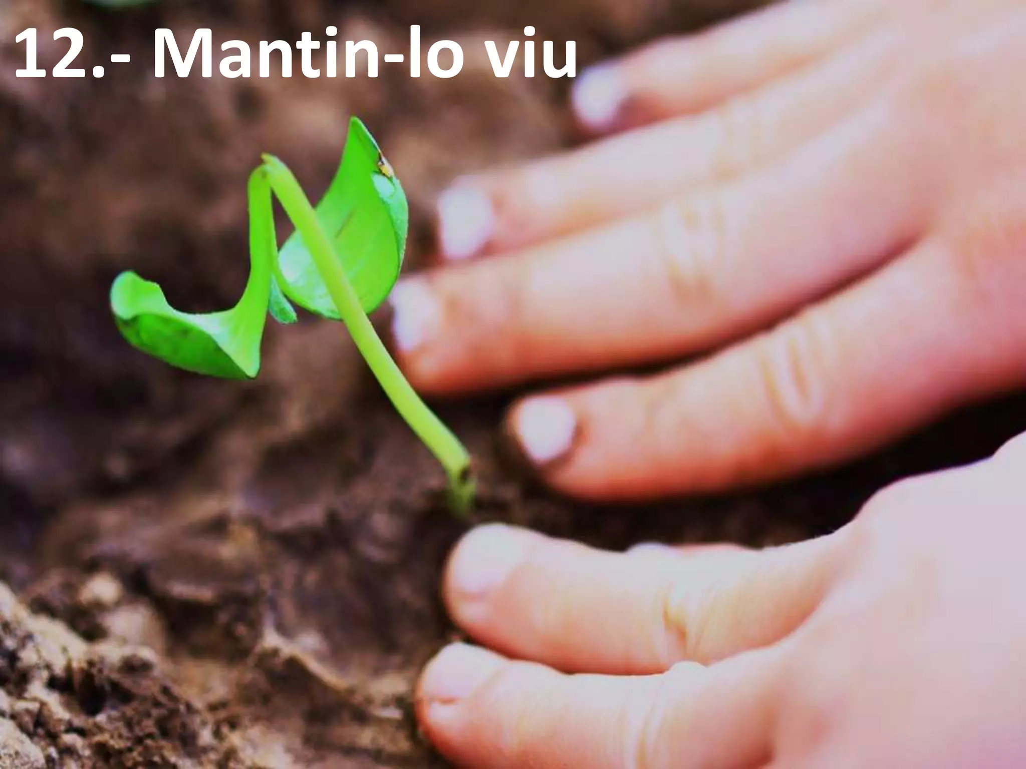 12.- Mantin-lo viu
 