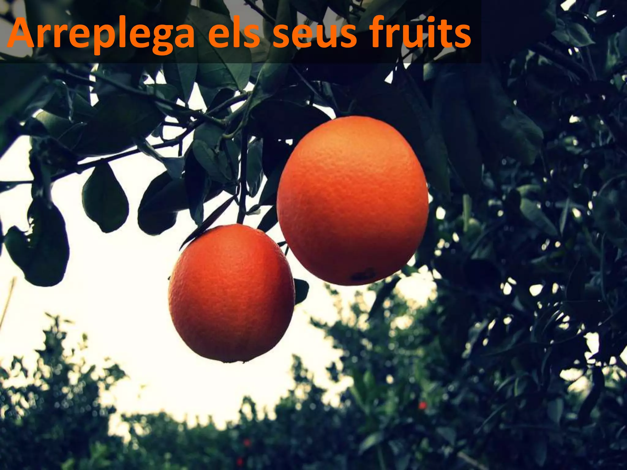 Arreplega els seus fruits
 