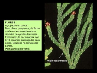 chuchameles
herba salgueira
Lonicera japonica
european honeysuckle
chèvrefeuille
madresilva
 